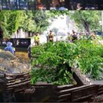 DKI Intensifkan Pemangkasan Pohon Besar Jelang Musim Hujan